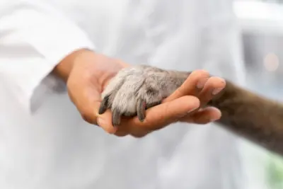 VEREADOR PEDE A VALORIZAÇÃO DOS PROTETORES E CUIDADORES DE ANIMAIS EM HOLAMBRA