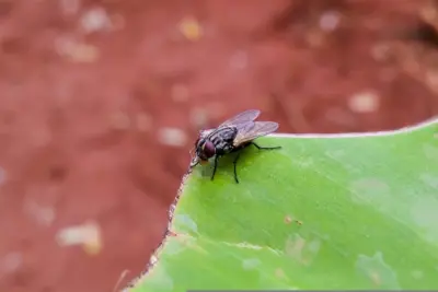 Diazinon é ferramenta aliada no controle de moscas domésticas em propriedades rurais