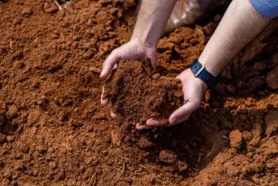 Produtos biológicos solucionam a raiz do problema na infestação de nematoides em lavouras de soja, milho e algodão