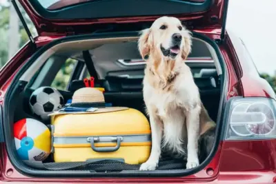 Viajando com Pets: Preparativos para uma Jornada Segura e Agradável