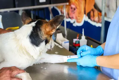 Prefeitura castra mais 250 animais