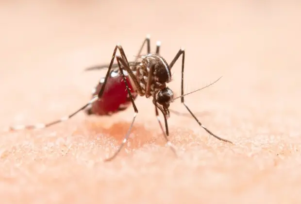 Alerta Dengue: Campinas tem mais cinco bairros com alto risco de transmissão