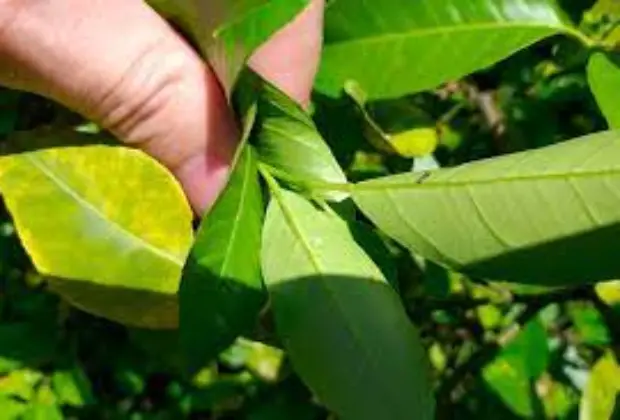 Governo de SP lança campanha de combate ao Greening, praga que atinge pomares de laranja