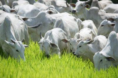 Extrato de folitropina acelera o melhoramento genético de bovinos e a produção de alimentos