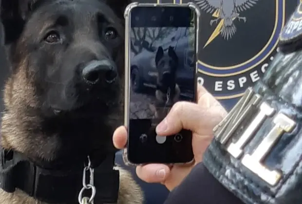 Canil da Guarda Municipal de Campinas perde o cão policial Naruk