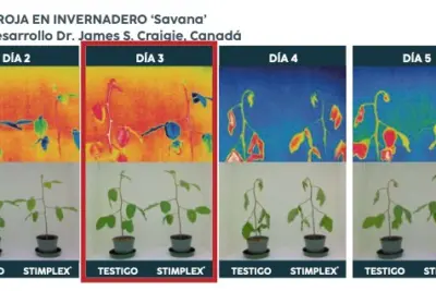 Onda de calor intenso provoca estresse térmico em frutas e hortaliças