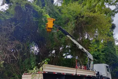 Serviço de podas realizado pela SAMA favorece manutenção da arborização urbana