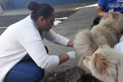 Zoonoses fecha o ano com vacinação antirrábica aplicada em 1.228 cães e 296 gatos