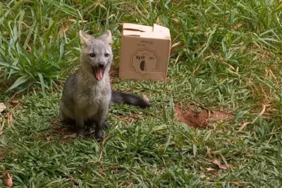 Equipe da Mata Ciliar responsável pelo Zoológico de Mogi Mirim prepara enriquecimentos ambientais para os animais