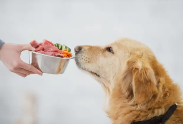 Alimentação Natural para Pets: Sabe Como Fazer Corretamente?