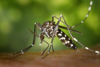 Dengue: Aedes aegypti veio para ficar, alerta infectologista