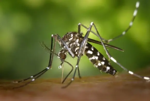Alerta Dengue: novo boletim mostra nove bairros com alto risco de transmissão
