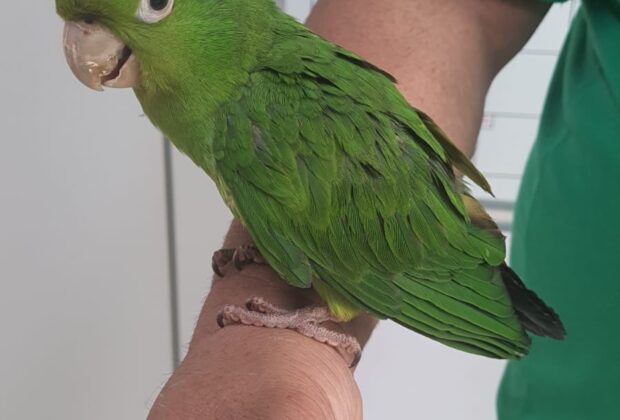 Departamento de Bem-Estar Animal apresenta dicas de manejo para aves fora do ninho