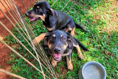 Holambra realiza feira de adoção de animais na Praça do Moinho às sextas-feiras