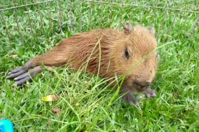 Em menos de uma semana, Mata Ciliar recebe dois animais atropelados em Jundiaí