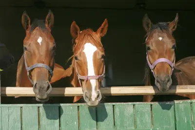 Importantes aliados aos homens, os cavalos possuem características fascinantes. Confira!