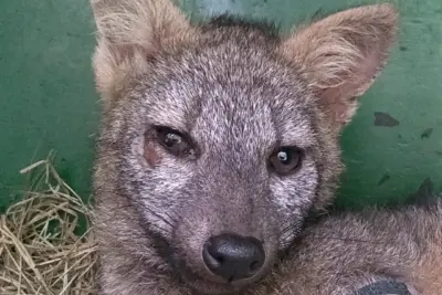 Em menos de dois meses, a Mata Ciliar recebeu seis cachorros-do-mato debilitados