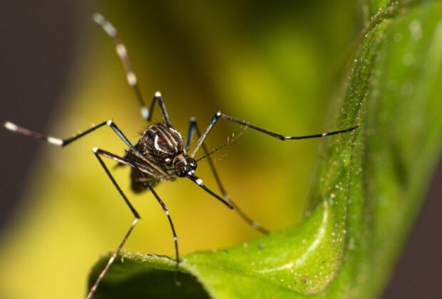 Pedreira decreta situação de emergência em saúde pública contra a Dengue