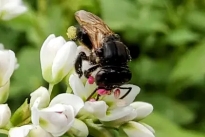 Enriquecer a oferta de flores para criação de abelhas-sem-ferrão é fundamental para o sucesso da atividade, aponta pesquisa