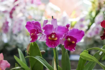 4ª edição do Festival de Orquídeas e Flores começa no Dia da Mulher