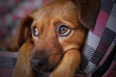 O Silêncio que Grita: Como a Dor dos Pets Pode Passar Despercebida