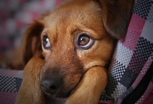 O Silêncio que Grita: Como a Dor dos Pets Pode Passar Despercebida