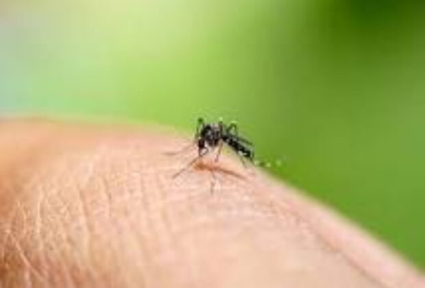 Número de Mortes por Dengue na Região de Campinas Chega a 8 com Novo Óbito em Limeira