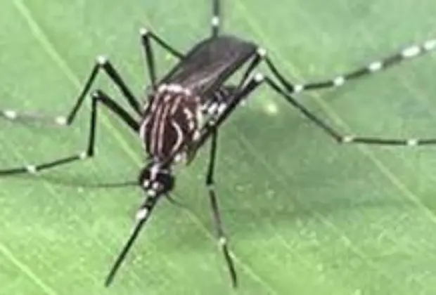 Santo Antônio de Posse confirma Segunda Morte por Dengue; Região Chega a Sete Óbitos pela Doença
