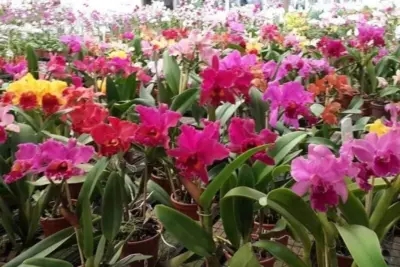 4º Festival de Orquídeas e Flores começa amanhã em Campinas