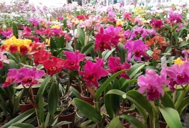 4º Festival de Orquídeas e Flores começa amanhã em Campinas