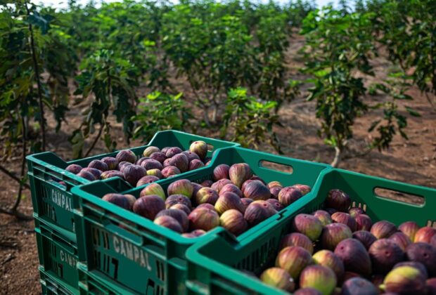Fruit Attraction São Paulo: Feira gera oportunidade para fruticultura paulista ganhar visibilidade mundial