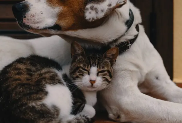 Jaguariúna promove ação solidária em prol de animais neste sábado