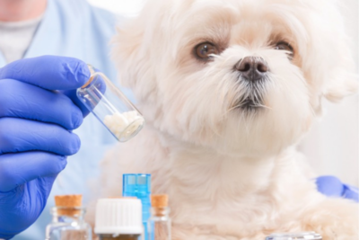 A homeopatia na melhora da qualidade de vida dos pets