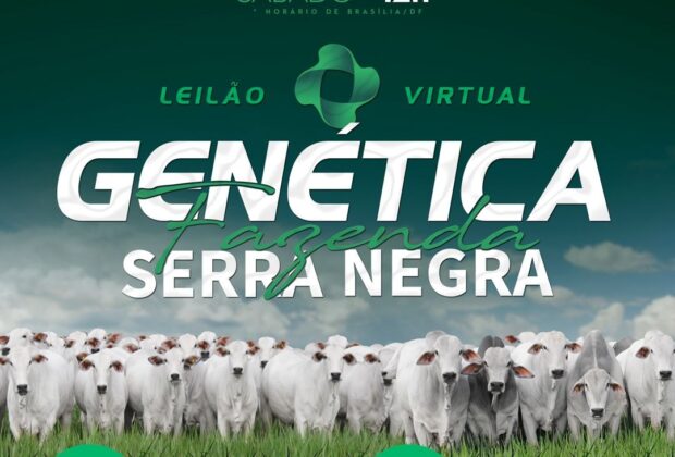Fazenda Serra Negra promove leilão virtual com a oferta de 150 animais Nelore