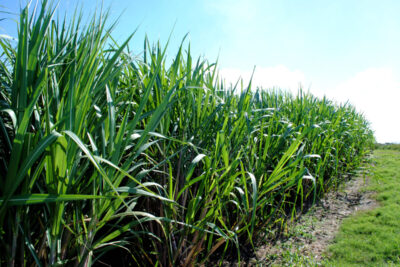 Atraso do plantio aumenta desafios ambientais da cana-de-açúcar na safra 2024/2025