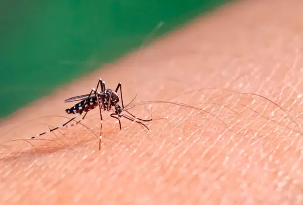 Holambra começa a vacinar crianças e adolescentes contra a Dengue nesta quarta