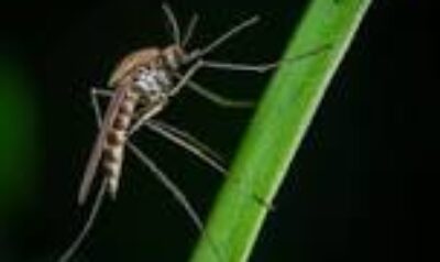 Surto de Dengue em Campinas e Região: Mais Duas Mortes Confirmadas