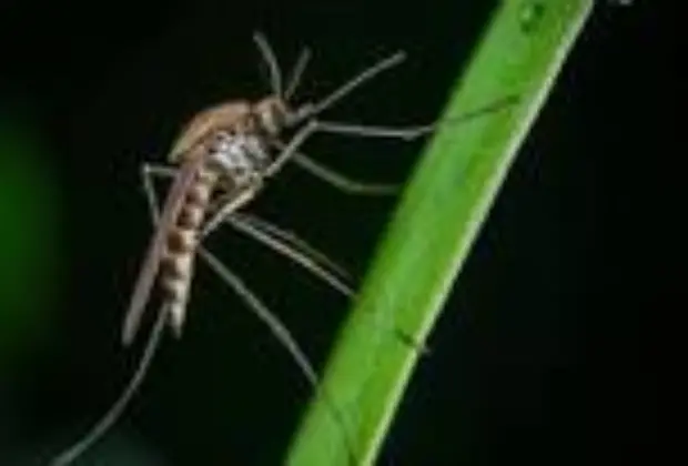 Quinta Morte por Dengue Confirmada em Santo Antônio de Posse: Região de Campinas Sofre Aumento nos Óbitos