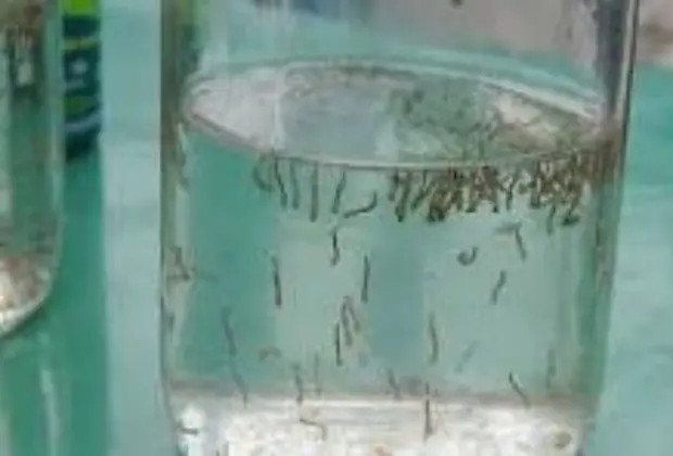 Prefeitura de Pedreira Confirma Primeira Morte por Dengue no Município