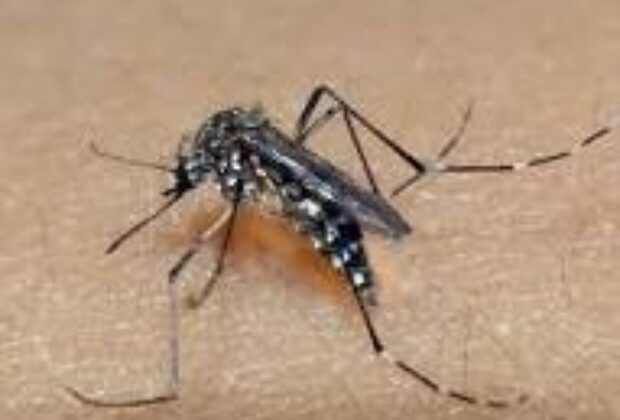 “Alerta Vermelho: Dengue Leva 22 Vidas na Região de Campinas”