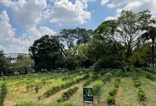 DIA DO CAFÉ: São Paulo é berço do maior cafezal urbano do mundo