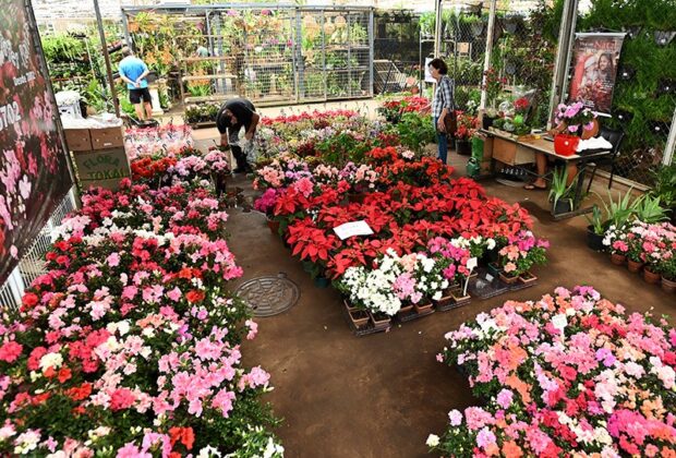 Dia das Mães já movimenta vendas no Mercado de Flores da Ceasa Campinas