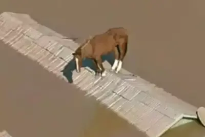 Cavalo Caramelo e quando a água baixar