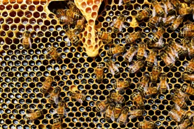 A MUNDIAL DAS ABELHAS: 80% das plantas utilizadas na produção de alimentos dependem da polinização das abelhas