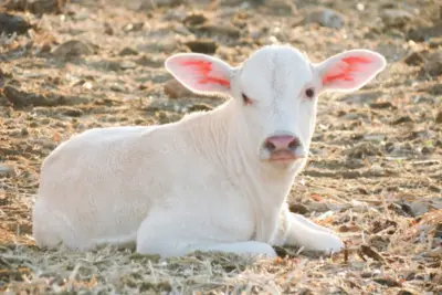 Bicheiras em bovinos desafia a saúde animal e as finanças da fazenda