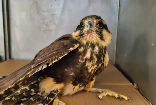 Mata Ciliar recebe falcão-de-coleira com “doença de aves”