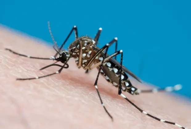 Redução: Mogi Guaçu regista média de infestação predial pelo Aedes aegypti de 0,1% em maio