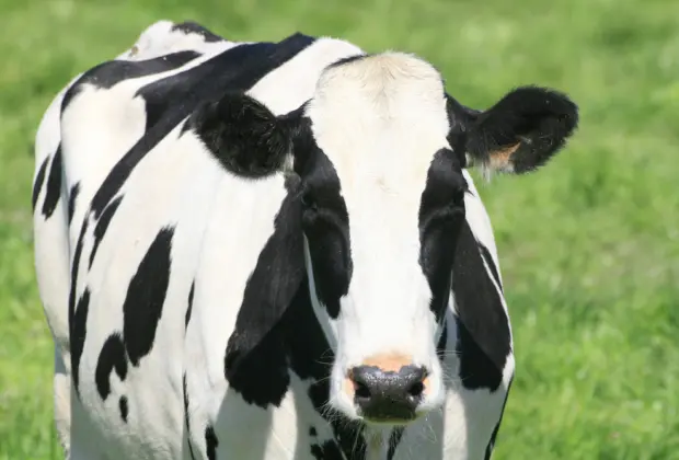 Auster anuncia soluções nutricionais voltadas à saúde e ao desempenho de bovinos leiteiros
