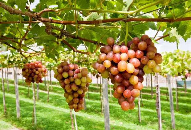 Novo fungicida para controle da antracnose na uva é destaque da ADAMA durante a Hortitec 2024