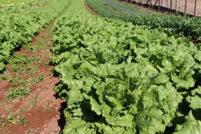 Hortitec 2024: fertilizante orgânico aumenta a produtividade de flores, frutas e hortaliças